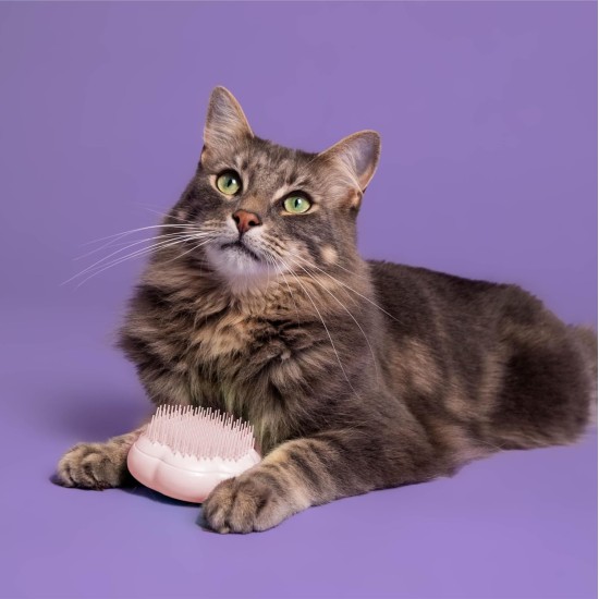 Tangle Teezer Pet Teezer Cat Brush - For Cats with Short to Medium Fur - Grooming Brush for Cats with Two Stage Bristles that Gives Shine and Smoothness - Green Tangle Teezer Pet Teezer Cat Brush - For Cats with Short to Medium Fur - Grooming Brush for Cats with Two Stage Bristles that Gives Shine and Smoothness - Green
