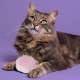 Tangle Teezer Pet Teezer Cat Brush - For Cats with Short to Medium Fur - Grooming Brush for Cats with Two Stage Bristles that Gives Shine and Smoothness - Green Tangle Teezer Pet Teezer Cat Brush - For Cats with Short to Medium Fur - Grooming Brush for Cats with Two Stage Bristles that Gives Shine and Smoothness - Green