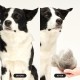 Tangle Teezer Pet Teezer Pet Grooming Brush for Small Dogs - Dog Brush for Dry or Bath Use - The Perfect Brush for Dogs - Dark Blue & Light Blue