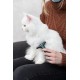 Trixie Carding Groomer, 7 × 15 cm Trixie Carding Groomer, 7 × 15 cm