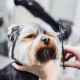Wahl Professional Pet Grooming Scissors Stainless Steel Cat Dog Hair Scissors Shears Scissors Guard Kit with Scissors Wahl Professional Pet Grooming Scissors Stainless Steel Cat Dog Hair Scissors Shears Scissors Guard Kit with Scissors