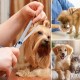 XoeLLe Dog Scissors for Dogs and Cats, Lot de 2 Dog Scissors Set, Professional, Pet Scissors with Round Safety Tip, Curved Grooming Scissors, Hair Scissors for Dog Groomers and Beginners XoeLLe Dog Scissors for Dogs and Cats, Lot de 2 Dog Scissors Set, Professional, Pet Scissors with Round Safety Tip, Curved Grooming Scissors, Hair Scissors for Dog Groomers and Beginners