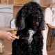 lionto Undercoat Brush, Non-Slip Handle & Removable Blade, Slim, Brush for Dogs & Cats, Gentle Grooming & Rounded Bristles, Dog Brush Suitable for Long & Short Coat, Rustproof lionto Undercoat Brush, Non-Slip Handle & Removable Blade, Slim, Brush for Dogs & Cats, Gentle Grooming & Rounded Bristles, Dog Brush Suitable for Long & Short Coat, Rustproof