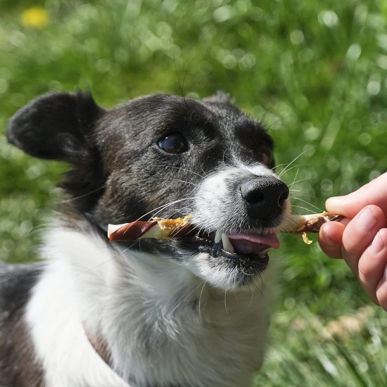 8in1 Delights Pro Dental Healthy Chew Bone Chew Sticks for Dogs for Dental Care Various Sizes: 8in1 Delights Pro Dental Healthy Chew Bone Chew Sticks for Dogs for Dental Care Various Sizes: