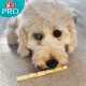 8in1 Delights Pro Dental Healthy Chew Bone Chew Sticks for Dogs for Dental Care Various Sizes: 8in1 Delights Pro Dental Healthy Chew Bone Chew Sticks for Dogs for Dental Care Various Sizes: