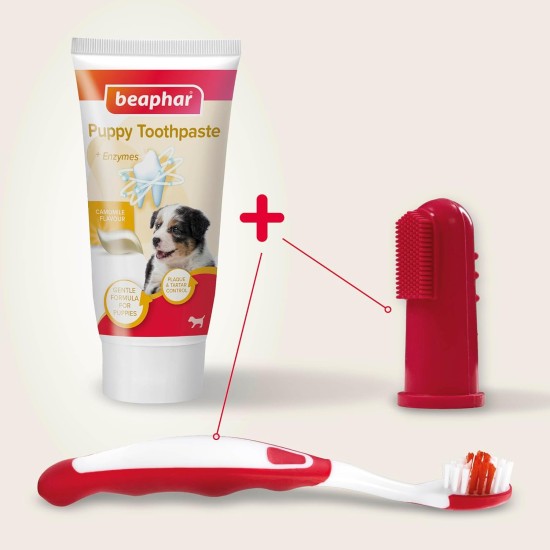 BEAPHAR - Dental Care Set for Puppies - With Liver Flavour - Toothbrush, Finger Toothbrush and Toothpaste - Set of 2 Toothbrushes + 50 g Toothpaste BEAPHAR - Dental Care Set for Puppies - With Liver Flavour - Toothbrush, Finger Toothbrush and Toothpaste - Set of 2 Toothbrushes + 50 g Toothpaste
