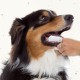 Beaphar Toothpaste for Dogs and Cats, Protects against Plaque and Tartar, with Liver Flavour, without Fluorides, 100 G Beaphar Toothpaste for Dogs and Cats, Protects against Plaque and Tartar, with Liver Flavour, without Fluorides, 100 G