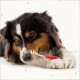 Beaphar Toothpaste for Dogs and Cats, Protects against Plaque and Tartar, with Liver Flavour, without Fluorides, 100 G Beaphar Toothpaste for Dogs and Cats, Protects against Plaque and Tartar, with Liver Flavour, without Fluorides, 100 G