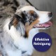 Canosept Dental Care Finger Pads for Dogs - Finger Pads for Effective Dental Cleaning, Oral Hygiene and Fresh Breath - Reduces Plaque Canosept Dental Care Finger Pads for Dogs - Finger Pads for Effective Dental Cleaning, Oral Hygiene and Fresh Breath - Reduces Plaque