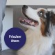 Canosept Dental Care Finger Pads for Dogs - Finger Pads for Effective Dental Cleaning, Oral Hygiene and Fresh Breath - Reduces Plaque Canosept Dental Care Finger Pads for Dogs - Finger Pads for Effective Dental Cleaning, Oral Hygiene and Fresh Breath - Reduces Plaque