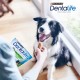 Dentalife Dentalife PURINA Dentalife Dog Dental Care Snacks Reduces Tartar Formation 84 Stick (14 x 69 g) Dentalife Dentalife PURINA Dentalife Dog Dental Care Snacks Reduces Tartar Formation 84 Stick (14 x 69 g)