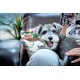 Vets Best Dental Breath Freshener for Dogs, 500 ml Vets Best Dental Breath Freshener for Dogs, 500 ml