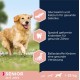 Eukanuba Dog Food with Lamb and Rice for Large Breeds, Premium Dry Food for Puppies, Adults, Senior, Various Sizes Eukanuba Dog Food with Lamb and Rice for Large Breeds, Premium Dry Food for Puppies, Adults, Senior, Various Sizes