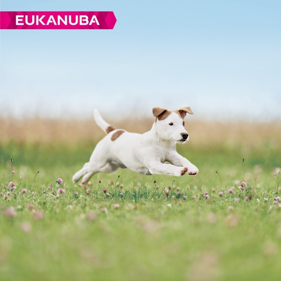 Eukanuba Small Breed Dog Food Premium Dry Fresh Chicken Food - Various Ages, 3 kg Eukanuba Small Breed Dog Food Premium Dry Fresh Chicken Food - Various Ages, 3 kg