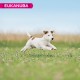 Eukanuba Small Breed Dog Food Premium Dry Fresh Chicken Food - Various Ages, 3 kg Eukanuba Small Breed Dog Food Premium Dry Fresh Chicken Food - Various Ages, 3 kg