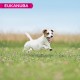 Eukanuba Small Breed Dog Food Premium Dry Fresh Chicken Food - Various Ages, 3 kg Eukanuba Small Breed Dog Food Premium Dry Fresh Chicken Food - Various Ages, 3 kg