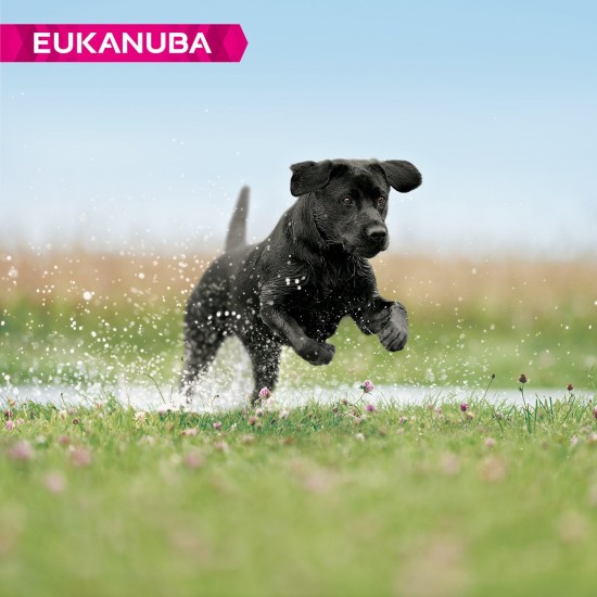 Eukanuba puppy dog food for large dogs, rich in fresh chicken, 12 kg Eukanuba puppy dog food for large dogs, rich in fresh chicken, 12 kg