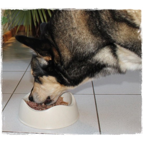Betty's Country House Kitchen Dog Lamb & Rice 6 x 800 g Suitable for All Dog Breeds High Organic Availability We Pay Attention to Best Quality Betty's Country House Kitchen Dog Lamb & Rice 6 x 800 g Suitable for All Dog Breeds High Organic Availability We Pay Attention to Best Quality