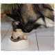 Betty's Country House Kitchen Dog Lamb & Rice 6 x 800 g Suitable for All Dog Breeds High Organic Availability We Pay Attention to Best Quality Betty's Country House Kitchen Dog Lamb & Rice 6 x 800 g Suitable for All Dog Breeds High Organic Availability We Pay Attention to Best Quality