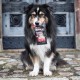 Bosch Freshe Schnout, Beef with Millet and Beetroot 1 x 250 g, Gentle Steam-Cooked Wet Food for Dogs, Complete Food with High Meat Content, 250 g Dog Wet Food Bosch Freshe Schnout, Beef with Millet and Beetroot 1 x 250 g, Gentle Steam-Cooked Wet Food for Dogs, Complete Food with High Meat Content, 250 g Dog Wet Food