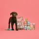 Lily's Kitchen Natural Wet Food for Puppy Food Dog Tin - Dog Food Grain-Free Recipe (6 x 400 g Cans) Lily's Kitchen Natural Wet Food for Puppy Food Dog Tin - Dog Food Grain-Free Recipe (6 x 400 g Cans)