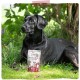 MjAMjAM - Premium Wet Food for Dogs - Mix Pack I - Chicken & Duck, Beef, Turkey, Pack of 6 (6 x 200 g), Natural with Extra Meat MjAMjAM - Premium Wet Food for Dogs - Mix Pack I - Chicken & Duck, Beef, Turkey, Pack of 6 (6 x 200 g), Natural with Extra Meat