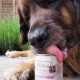 MjAMjAM - Premium Wet Food for Dogs - Pure Meat Enjoyment - Delicious Pure Horse, Pack of 6 (6 x 800 g), Grain-Free with Extra Meat MjAMjAM - Premium Wet Food for Dogs - Pure Meat Enjoyment - Delicious Pure Horse, Pack of 6 (6 x 800 g), Grain-Free with Extra Meat