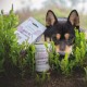 MjAMjAM - Premium Wet Food for Dogs - Pure Meat Enjoyment - Delicious Pure Horse, Pack of 6 (6 x 800 g), Grain-Free with Extra Meat MjAMjAM - Premium Wet Food for Dogs - Pure Meat Enjoyment - Delicious Pure Horse, Pack of 6 (6 x 800 g), Grain-Free with Extra Meat