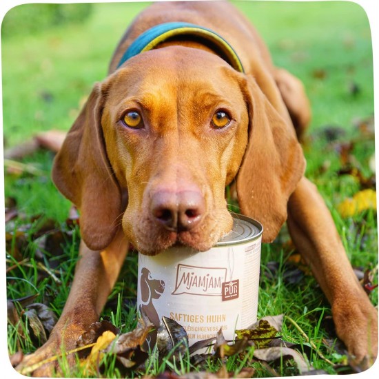 MjAMjAM - Premium Wet Food for Dogs - Pure Meat Enjoyment - Good Turkey Pure 800 g, Pack of 6 (6 x 800 g), Natural with Extra Meat MjAMjAM - Premium Wet Food for Dogs - Pure Meat Enjoyment - Good Turkey Pure 800 g, Pack of 6 (6 x 800 g), Natural with Extra Meat