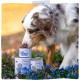MjAMjAM - Premium Wet Food for Dogs - Wellness - Digestion - Turkey, Pack of 6 (6 x 200 g), Grain-Free MjAMjAM - Premium Wet Food for Dogs - Wellness - Digestion - Turkey, Pack of 6 (6 x 200 g), Grain-Free