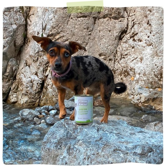 MjAMjAM - Premium wet food for dogs - Mix package II - with chicken & duck, beef, turkey, veal, turkey, lamb, 6-pack (6 x 400 g), grain-free with extra meat MjAMjAM - Premium wet food for dogs - Mix package II - with chicken & duck, beef, turkey, veal, turkey, lamb, 6-pack (6 x 400 g), grain-free with extra meat