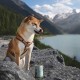 MjAMjAM - Premium wet food for dogs - Mix package II - with chicken & duck, beef, turkey, veal, turkey, lamb, 6-pack (6 x 400 g), grain-free with extra meat MjAMjAM - Premium wet food for dogs - Mix package II - with chicken & duck, beef, turkey, veal, turkey, lamb, 6-pack (6 x 400 g), grain-free with extra meat