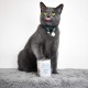 MjAMjAM - Premium wet food for dogs - delicious beef on cooked potatoes with crisp peas, 1 pack (1 x 800 g), grain-free with extra meat MjAMjAM - Premium wet food for dogs - delicious beef on cooked potatoes with crisp peas, 1 pack (1 x 800 g), grain-free with extra meat