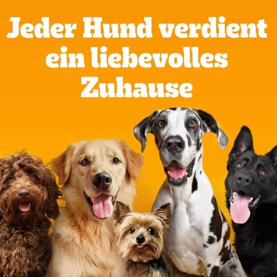 Pedigree Junior Selection Jelly Fresh Bag - Junior Dog Food - 4 Different Flavours - 48 Bags of 100 g Pedigree Junior Selection Jelly Fresh Bag - Junior Dog Food - 4 Different Flavours - 48 Bags of 100 g