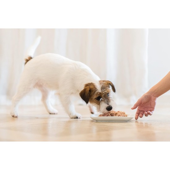 Schesir, Aloe Flavoured Wet Puppy Food Prepared in Soft Jelly Total 2.7kg (18 Cans of 150g) Schesir, Aloe Flavoured Wet Puppy Food Prepared in Soft Jelly Total 2.7kg (18 Cans of 150g)