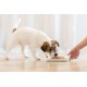 Schesir, Aloe Flavoured Wet Puppy Food Prepared in Soft Jelly Total 2.7kg (18 Cans of 150g) Schesir, Aloe Flavoured Wet Puppy Food Prepared in Soft Jelly Total 2.7kg (18 Cans of 150g)