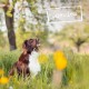 Wet Dog Food - N° 4 Chicken & Pheasant - Delicatessen Wet Food for Dogs & Puppies - Grain-Free & Sugar-Free - High Meat Content, 12 x 100 g Bags Wet Dog Food - N° 4 Chicken & Pheasant - Delicatessen Wet Food for Dogs & Puppies - Grain-Free & Sugar-Free - High Meat Content, 12 x 100 g Bags