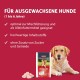 animonda Gran Carno Adult Dog Food, Wet Food for Adult Dogs, Mix 3, 6 x 800 g animonda Gran Carno Adult Dog Food, Wet Food for Adult Dogs, Mix 3, 6 x 800 g