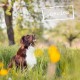 dogz finefood Wet Dog Food - N° 2 Beef - Delicatessen Wet Food for Dogs & Puppies - Grain-Free & Sugar-Free - High Meat Content, 12 x 100 g Bags