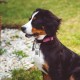 30 STK Edelstahl Anhänger Blanko Hundemarken, Metall Edelstahl Schlüsselanhänger Rohlinge, Leere Anhänger Beschriftbar Gravur für DIY Cat Dog Tags, + 30 Schlüsselringe (15 runde, 15 rechteckige) 30 STK Edelstahl Anhänger Blanko Hundemarken, Metall Edelstahl Schlüsselanhänger Rohlinge, Leere Anhänger Beschriftbar Gravur für DIY Cat Dog Tags, + 30 Schlüsselringe (15 runde, 15 rechteckige)