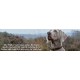 Ancol Timberwolf Leather Dog Collar, 20-26 cm, Mustard Ancol Timberwolf Leather Dog Collar, 20-26 cm, Mustard