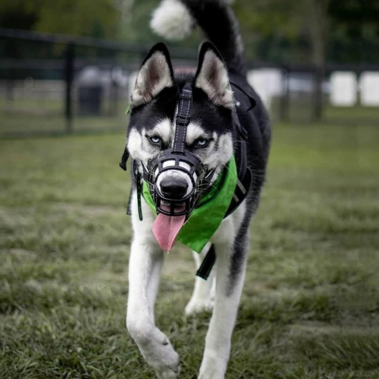BARKLESS Dog Muzzle Soft Silicone Dog Muzzle Prevent Biting Chewing and Barking Allows Drinking and Panting Used with Collar BARKLESS Dog Muzzle Soft Silicone Dog Muzzle Prevent Biting Chewing and Barking Allows Drinking and Panting Used with Collar