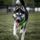 BARKLESS Dog Muzzle Soft Silicone Dog Muzzle Prevent Biting Chewing and Barking Allows Drinking and Panting Used with Collar BARKLESS Dog Muzzle Soft Silicone Dog Muzzle Prevent Biting Chewing and Barking Allows Drinking and Panting Used with Collar
