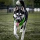 BARKLESS Dog Muzzle Soft Silicone Dog Muzzle Prevent Biting Chewing and Barking Allows Drinking and Panting Used with Collar BARKLESS Dog Muzzle Soft Silicone Dog Muzzle Prevent Biting Chewing and Barking Allows Drinking and Panting Used with Collar