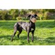 BASKERVILLE CLASSIC MUZZLE - Allows Panting and Drinking, Prevents Biting and Browsing for Food, Ideal for Dogs with Long Noses, Training Muzzle for Large Dogs (Size 9)