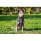 BASKERVILLE CLASSIC MUZZLE - Allows Panting and Drinking, Prevents Biting and Browsing for Food, Ideal for Dogs with Long Noses, Training Muzzle for Large Dogs (Size 9)