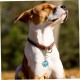 BCOATH Silicone Dog Tags Noise Reducing Cover for ID Tags Practical Silicone Rings for Dog Collars Mute Cover for Pets Pack of 6 BCOATH Silicone Dog Tags Noise Reducing Cover for ID Tags Practical Silicone Rings for Dog Collars Mute Cover for Pets Pack of 6