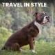 BRONZEDOG Pitbull Dog Muzzle Breathable Metal Basket for Large Dogs Amstaff Staffordshire Terrier Biting Chewing Barking (Grey) BRONZEDOG Pitbull Dog Muzzle Breathable Metal Basket for Large Dogs Amstaff Staffordshire Terrier Biting Chewing Barking (Grey)