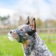 Baskerville INVISA Muzzle - Patented Dog-friendly Design, Dogs Can Pant/Drink, Adjustable, Padded, Muzzle for Medium Dogs, Prevents Biting and Browsing (Size 3) Baskerville INVISA Muzzle - Patented Dog-friendly Design, Dogs Can Pant/Drink, Adjustable, Padded, Muzzle for Medium Dogs, Prevents Biting and Browsing (Size 3)