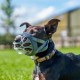 Baskerville INVISA Muzzle - Patented Dog-friendly Design, Dogs Can Pant/Drink, Adjustable, Padded, Muzzle for Medium Dogs, Prevents Biting and Browsing (Size 3) Baskerville INVISA Muzzle - Patented Dog-friendly Design, Dogs Can Pant/Drink, Adjustable, Padded, Muzzle for Medium Dogs, Prevents Biting and Browsing (Size 3)